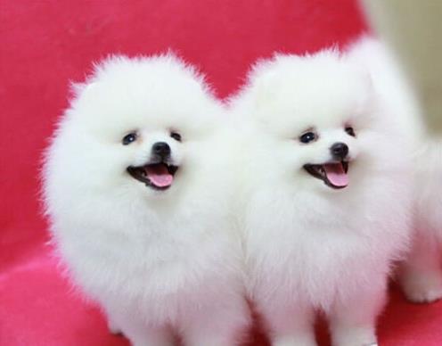 上海杨浦宠物狗犬舍出售纯种博美犬 茶杯博美