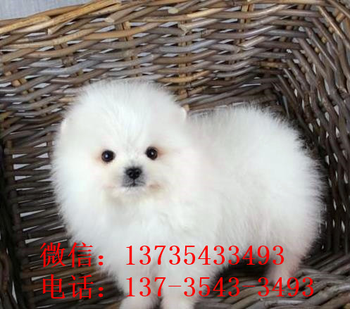 聊城犬舍出售纯种博美犬茶杯犬俊介买狗卖狗