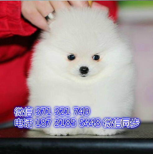 长沙特价博美出售纯种幼犬 长沙犬舍哪里有宠