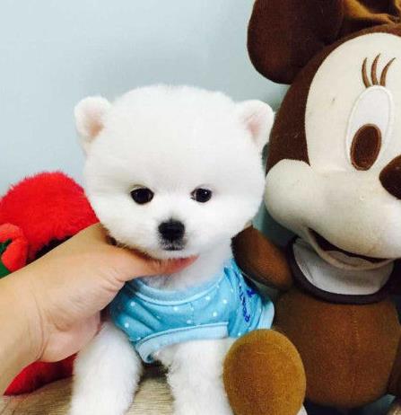 武汉宠物狗狗出售博美犬幼犬袖珍犬茶杯狗领养