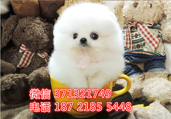 袖珍犬出售博美狗狗，福州犬舍出售茶杯犬 长不