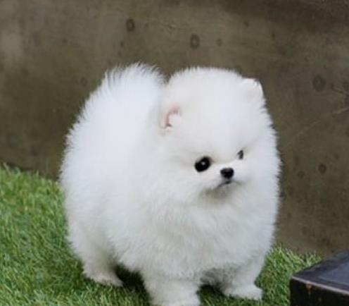 深圳宠物狗犬舍出售纯种博美犬袖珍犬俊介网上