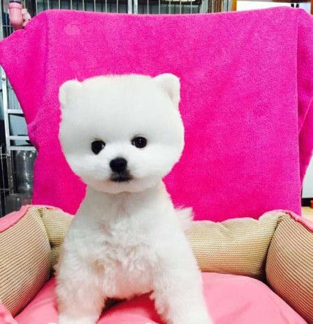 长沙宠物狗狗出售纯种博美犬迷你袖珍犬领养茶