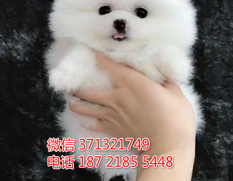 博美犬出售纯种幼犬 茶杯狗狗 长不大袖珍犬