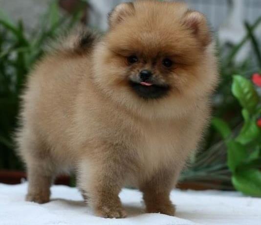 长沙宠物狗哪里有领养 网上纯种博美犬多少一