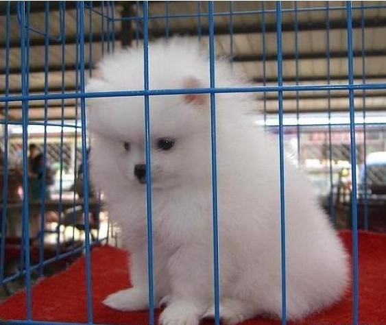 德宏哪里卖纯种博美犬 德宏哪里有养狗场 养犬