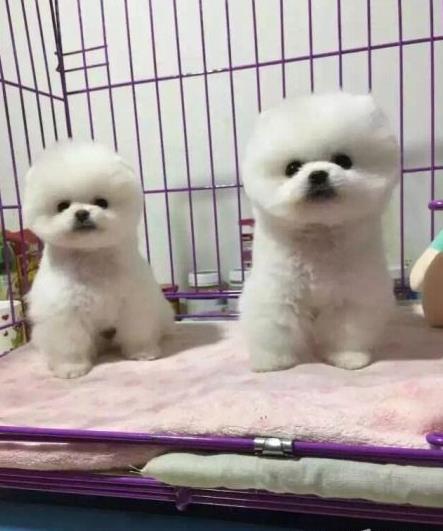 西安宠物狗犬舍出售纯种博美犬茶杯犬袖珍犬领