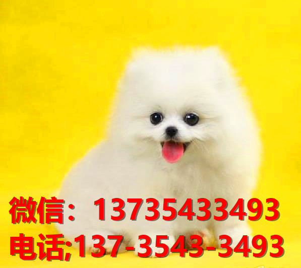 西安宠物狗犬舍出售纯种博美犬袖珍犬俊介网上