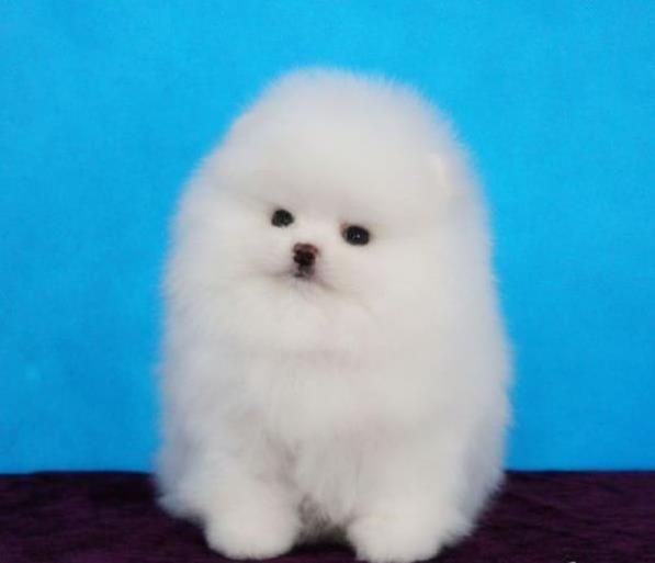 信阳犬舍出售纯种博美犬 长不大宠物狗哪里有