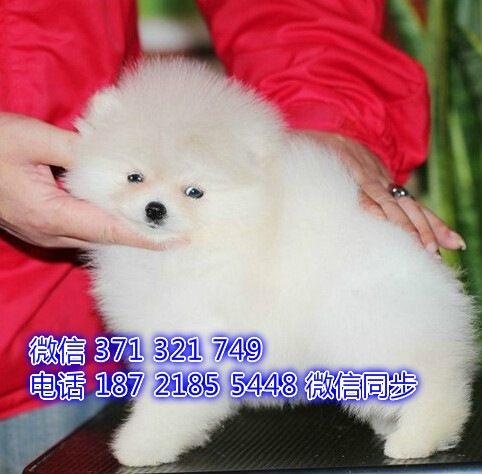 西安 专业繁殖博美犬出售纯种幼犬 西安哪里有狗场