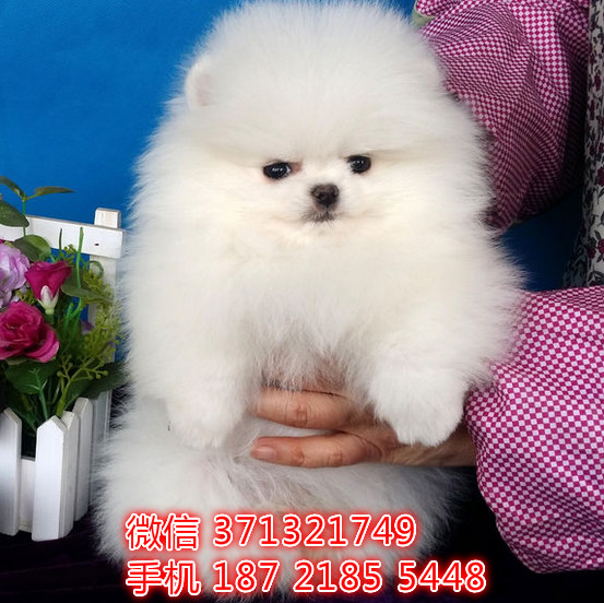 博美出售纯种，一窝小型犬博美狗狗，疫苗做好博美