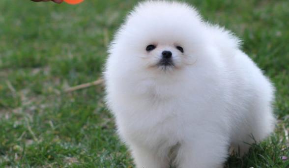 岳阳犬舍出售纯种博美犬茶杯犬俊介买狗卖狗