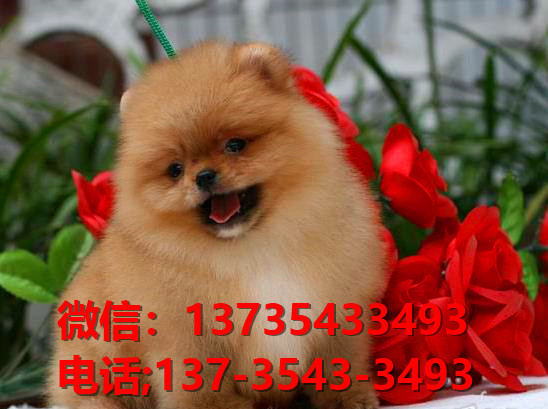 长沙宠物狗哪里有领养 网上纯种博美犬多少一只 卖狗买狗