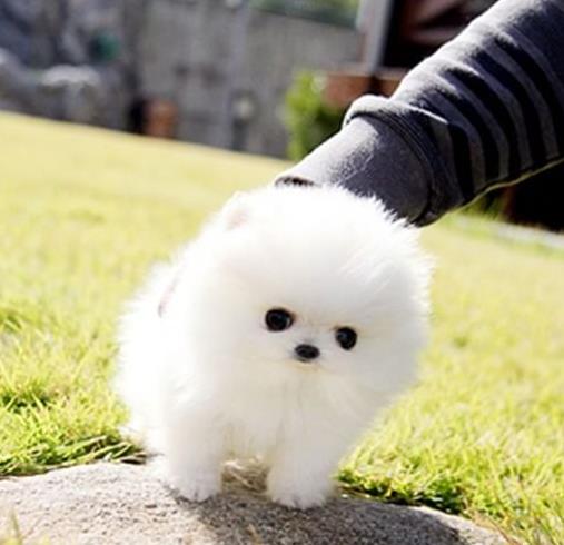 重庆宠物狗犬舍出售纯种博美犬袖珍犬俊介网上