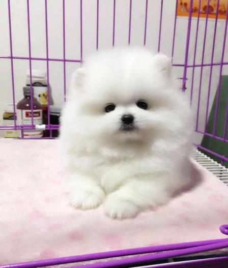 苏州宠物狗狗出售纯种博美犬迷你袖珍犬领养茶