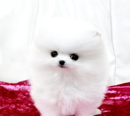 武汉宠物狗哪里有领养 网上纯种博美犬多少一