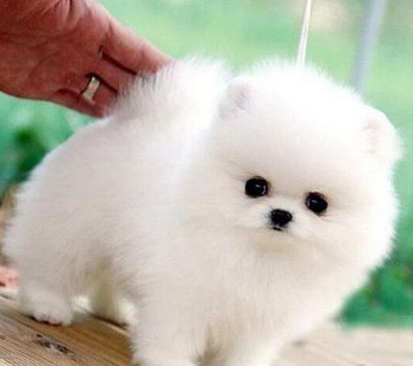 金昌犬舍出售纯种博美犬宠物狗市场在哪卖狗买