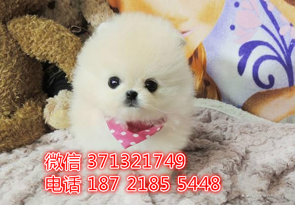 袖珍犬出售博美狗狗，福州犬舍出售茶杯犬 长不大