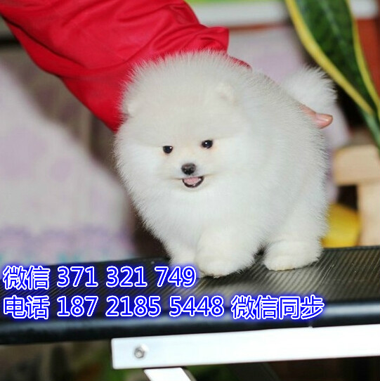 苏州特价博美犬出售纯种幼犬 苏州哪里有犬舍