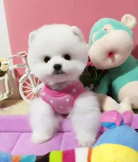 阳江犬舍出售纯种博美犬茶杯犬俊介买狗卖狗