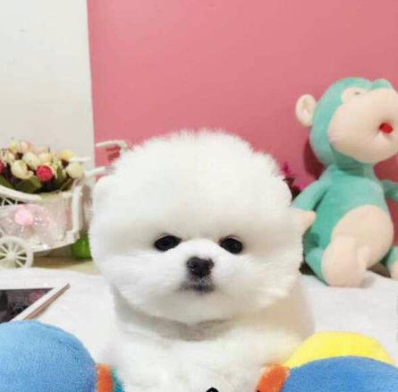 青岛宠物狗狗出售博美犬幼犬袖珍犬茶杯狗领养