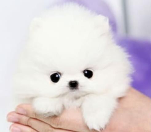 苏州宠物狗犬舍出售纯种博美犬 茶杯博美犬哪