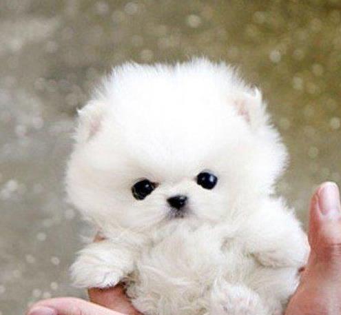 岳阳犬舍出售纯种博美犬宠物狗市场在哪卖狗买