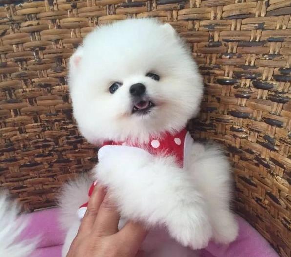 哈尔滨宠物狗狗出售纯种博美犬迷你袖珍犬领养