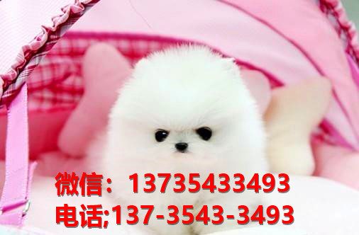 西安宠物狗犬舍出售纯种博美犬袖珍犬俊介网上哪里有卖