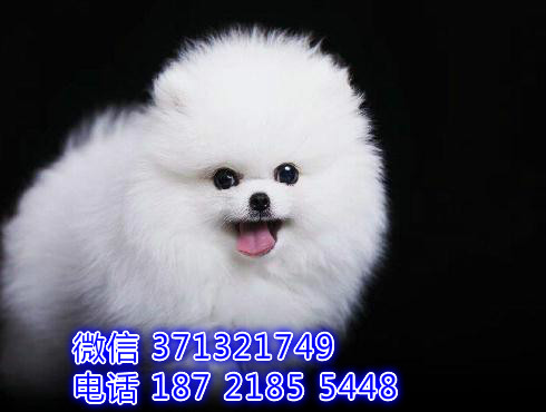 博美犬出售纯种，茶杯博美 无锡狗场 无锡犬舍