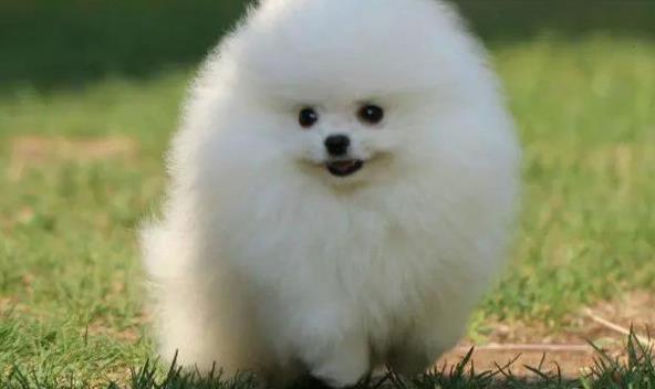 黄山犬舍出售纯种博美犬茶杯犬俊介买狗卖狗