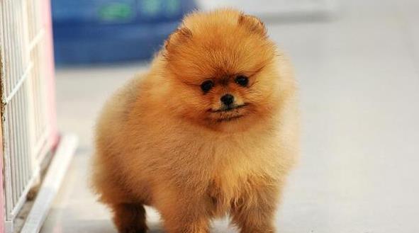 哈尔滨宠物狗犬舍出售纯种博美犬 迷你袖珍犬