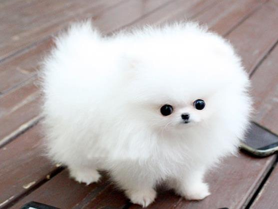 福州宠物狗犬舍出售纯种博美犬袖珍犬俊介网上