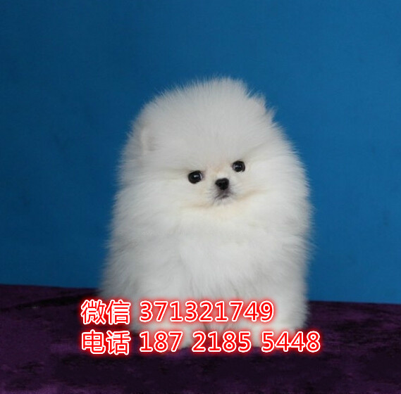 重庆犬舍出售博美犬狗狗纯种 重庆大型繁殖基