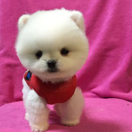 重庆犬舍出售纯种博美犬宠物狗市场在哪卖狗买