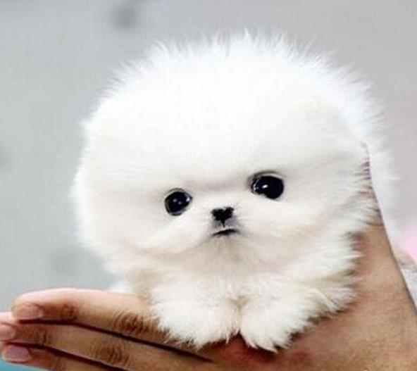 内蒙古宠物狗狗出售纯种博美犬迷你袖珍犬领养