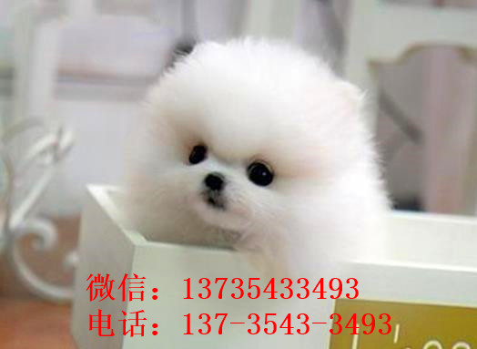 济南宠物狗狗出售纯种博美犬迷你袖珍犬领养茶