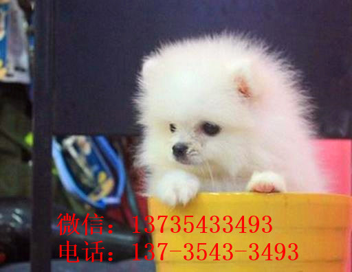 哈尔滨狗场出售纯种博美犬领养宠物狗市场在哪卖狗哪有买狗