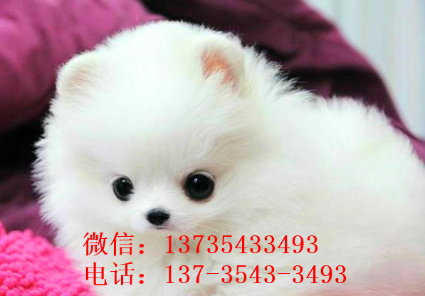 聊城犬舍出售纯种博美犬茶杯犬俊介买狗卖狗