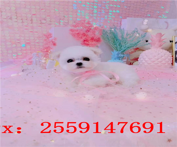 长沙哪里卖球体博美 长沙哪里卖的博美便宜 长