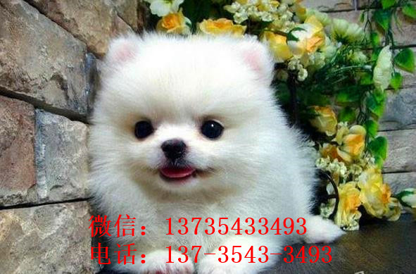 红河犬舍出售纯种博美犬宠物狗市场在哪卖狗买狗