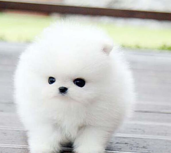 西安宠物狗哪里有领养 网上纯种博美犬多少一