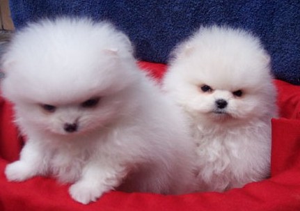 保山买博美 龙陵县买博美 狗场出售可爱博美犬