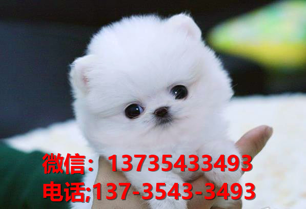 济南宠物狗犬舍出售纯种博美犬宠物狗市场在哪