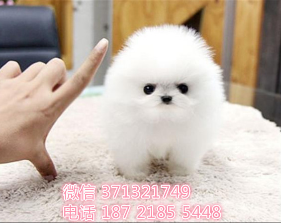 苏州狗狗 拉布拉多出售纯种幼犬 苏州犬舍全国