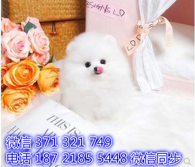 长沙全国发货  博美犬出售纯种 长沙狗场直销