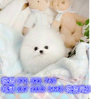 武汉宠物狗狗 博美犬出售纯种幼犬 武汉特价促销