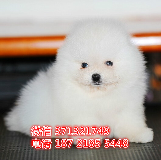 重庆宠物 博美犬纯种幼犬出售 重庆犬舍狗场