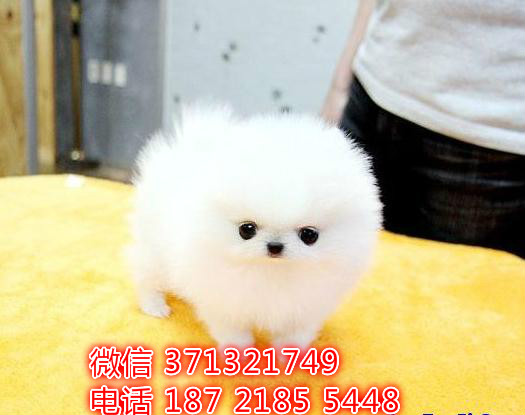 呼和浩特宠物 博美犬纯种幼犬出售 特价促销