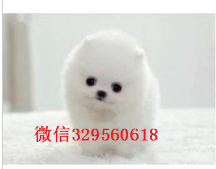  长沙出售纯种小体博美 纯种哈多利球体博美 